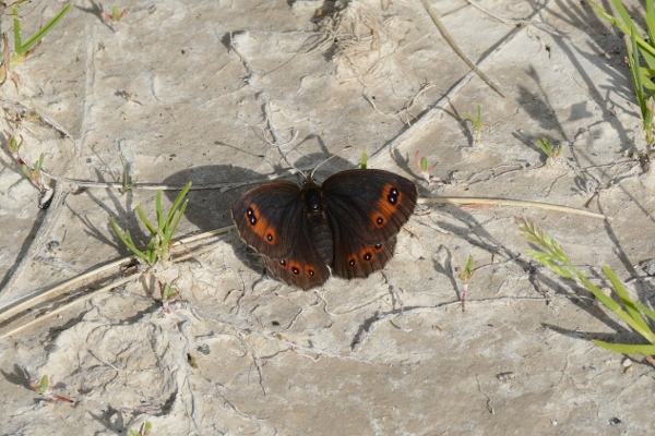 Erebia meolans ?